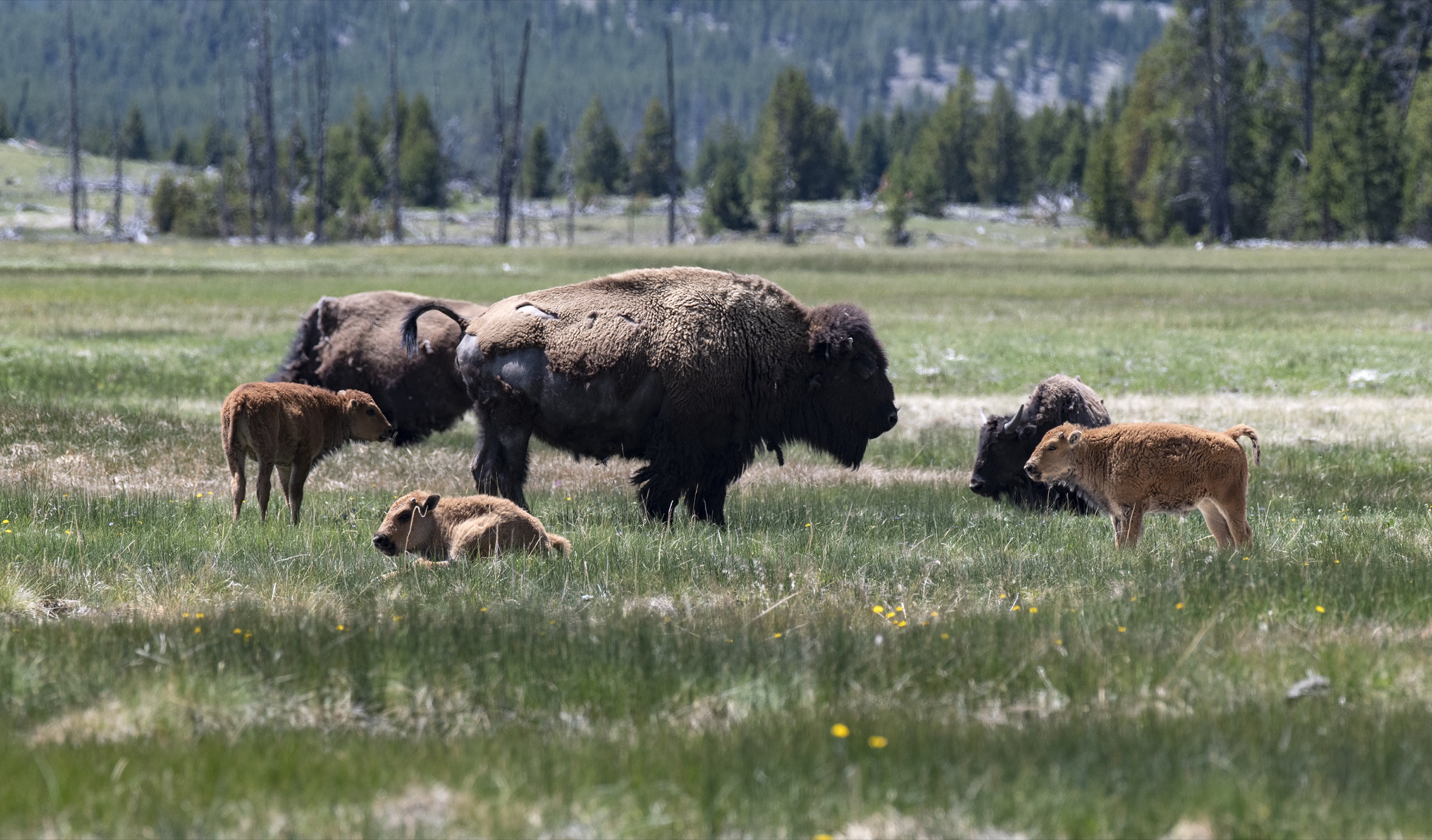 Bison herd grazing