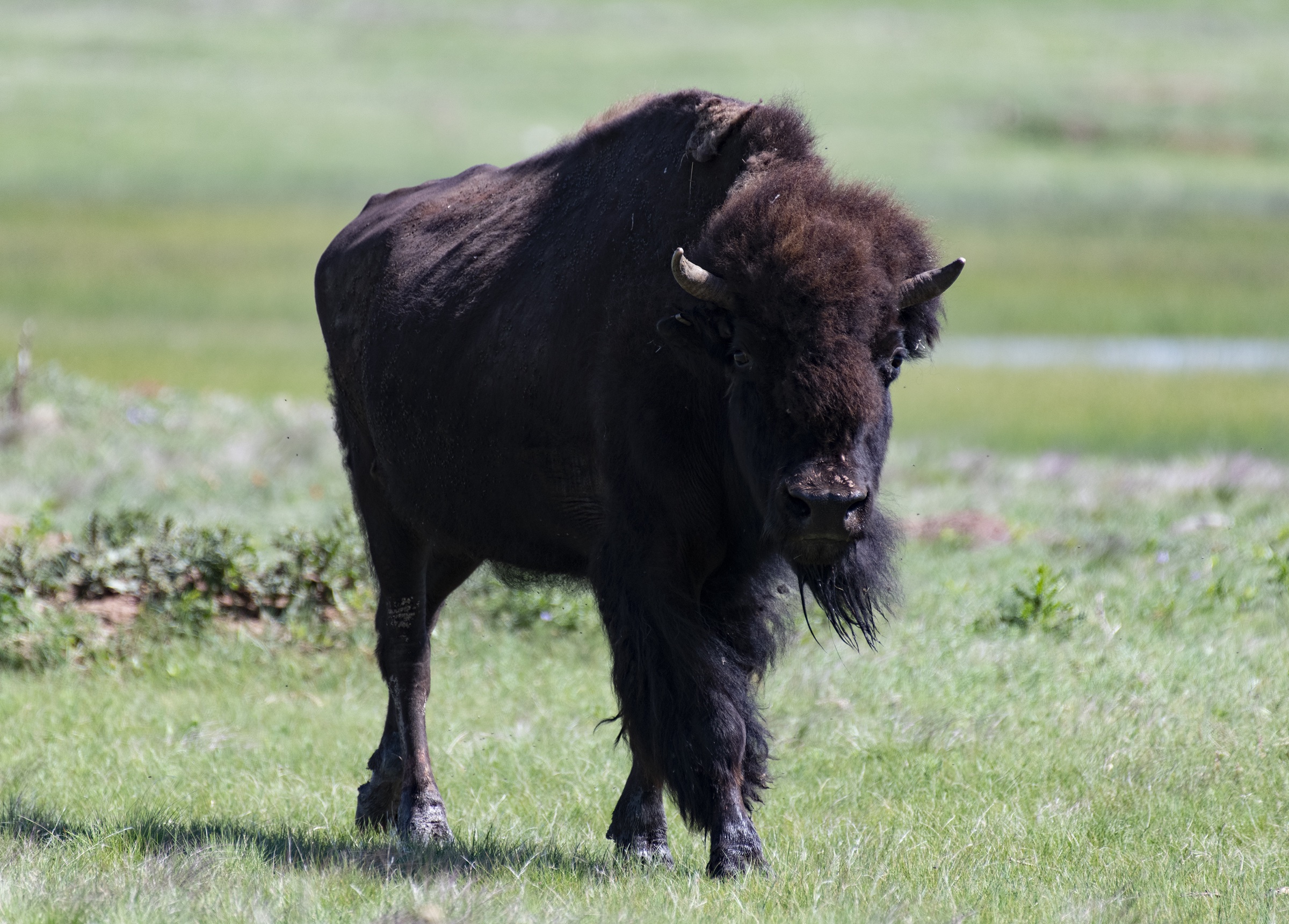 Bison in a meadow