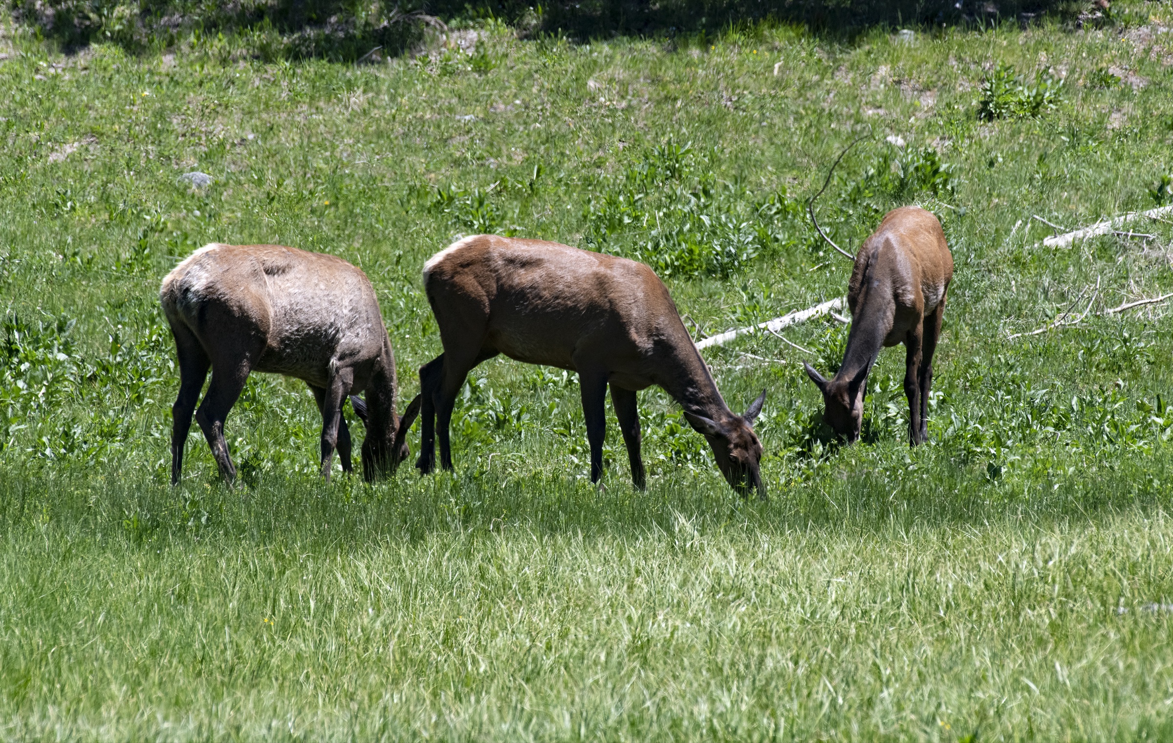 Elk grazing
