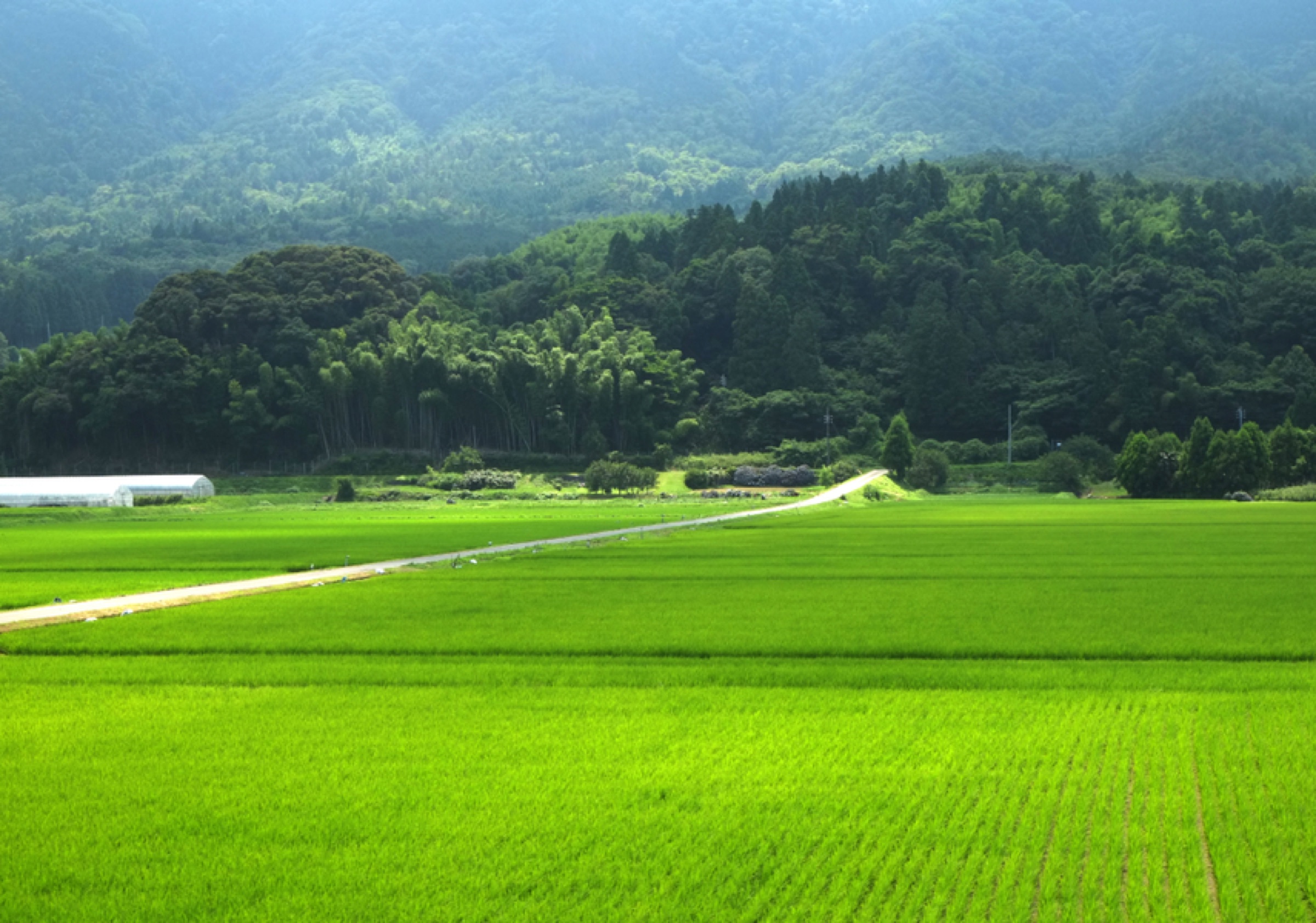 Green rice fields below forested hills