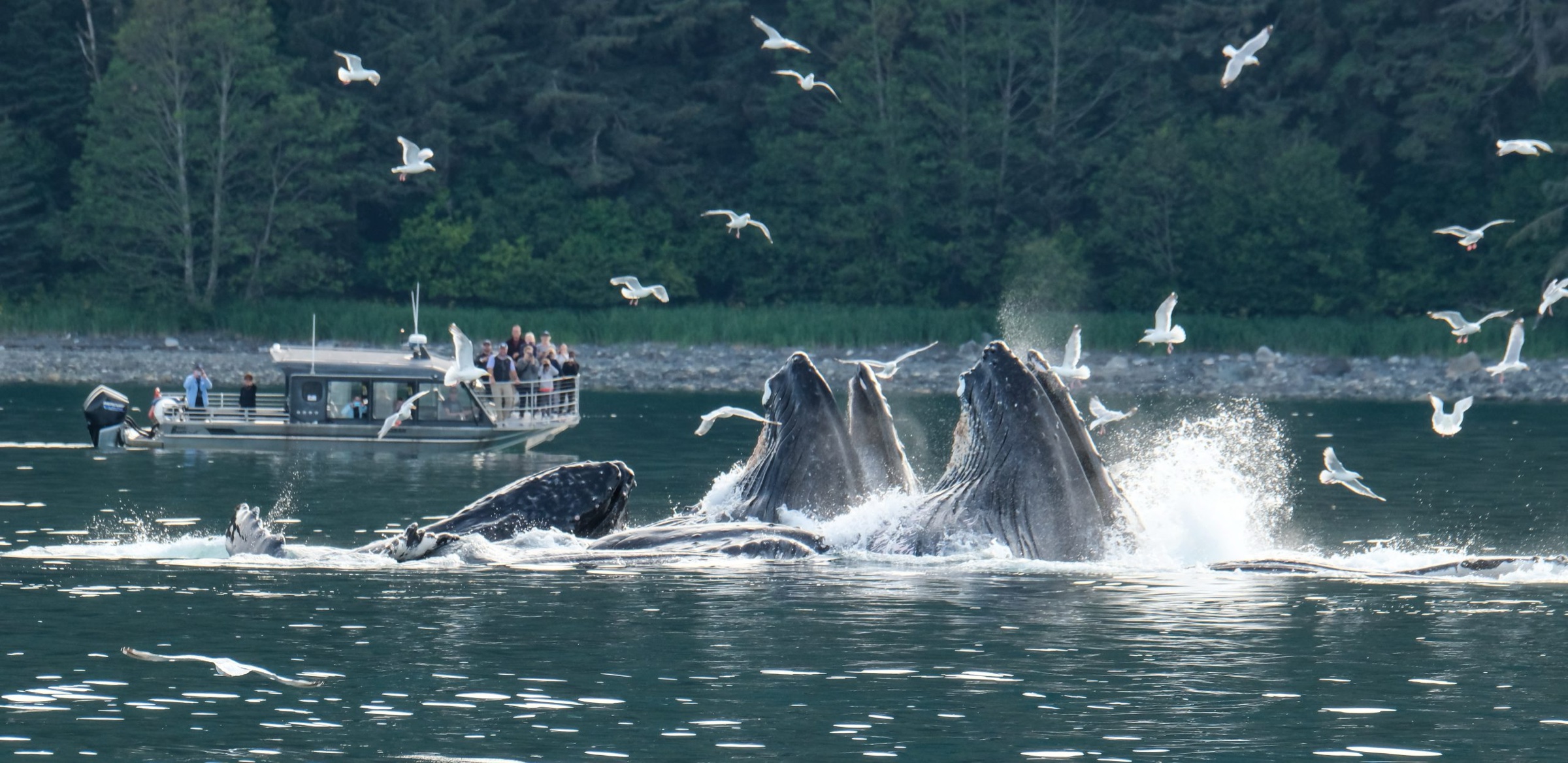 Humpback whales feeding in Alaska